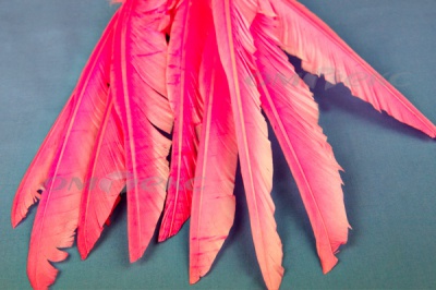 Декоративный Пучок из перьев, перо 25см/розовый - купить в Северодвинске. Цена: 14.40 руб.