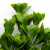 Трава искусственная -1, шт (эвкалипт лист 32 см/8 см)				 - купить в Северодвинске. Цена: 169.93 руб.