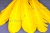 Декоративный Пучок из перьев, перо 23см/желтый - купить в Северодвинске. Цена: 12.19 руб.