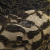 Кружевное полотно XD LACE 1-4, 80 гр/м2, шир.150см, цвет чёрный - купить в Северодвинске. Цена 248.45 руб.